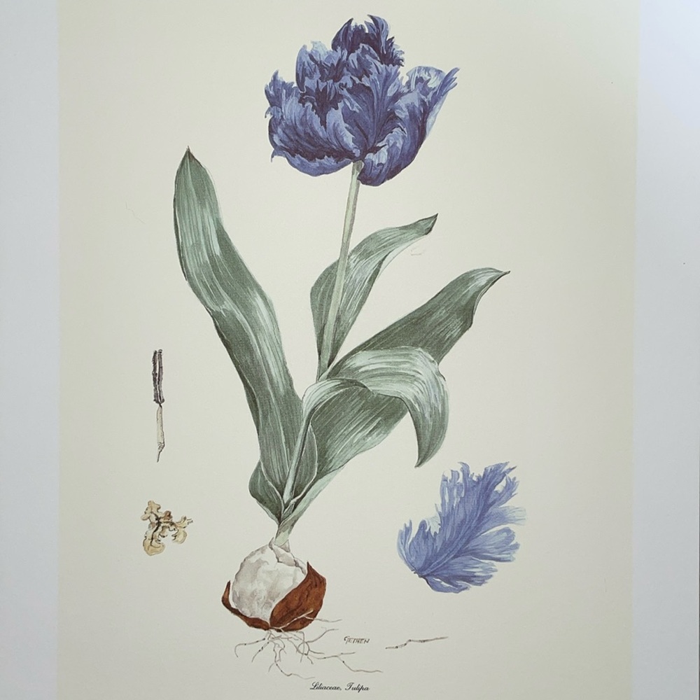 Liliaceae, Tulipa art print